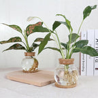 Plant Propagation Station,Hydroponic Glass Container Vase Jars, with Wooden Saucer for Desks, Houses, Garden Decorations, Home Kitchen Decorations and Gifts for Plant Lovers (2)