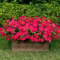 Lnoicy Artificial Flowers for Outdoor 12 Bundles Eucalyptus Fake Flowers for Planter,UV Resistant Fake Morning Glory for Home/Porch/Garden Decoration（Rose Red）